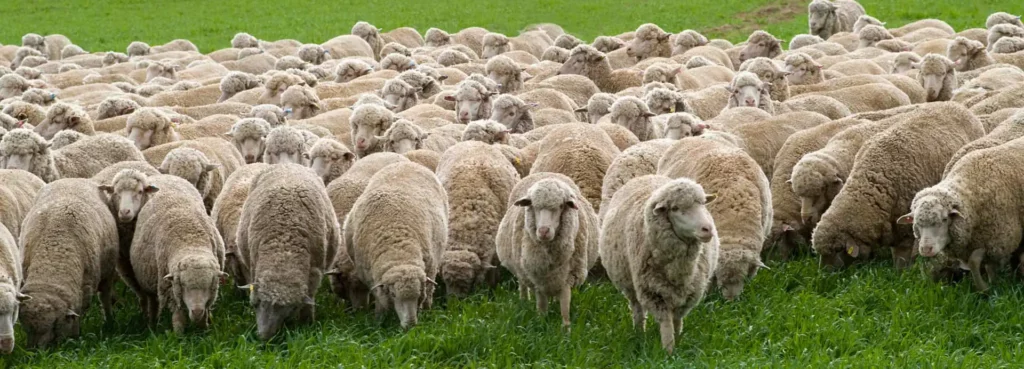 Eine Herde Wollschaf-Schafe weidet auf einer grünen Wiese.