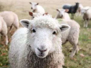 Eine Gruppe Schafe steht auf einem Feld.