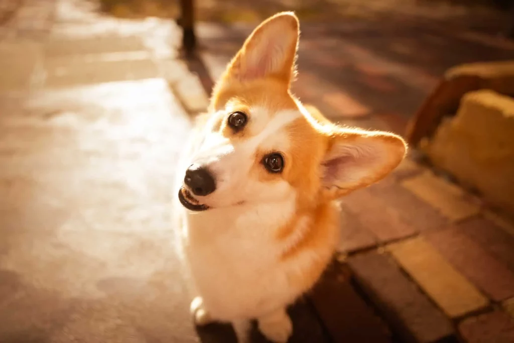Ein Corgi-Hund, der in einer warmen Hintergrundbeleuchtung in die Kamera blickt.