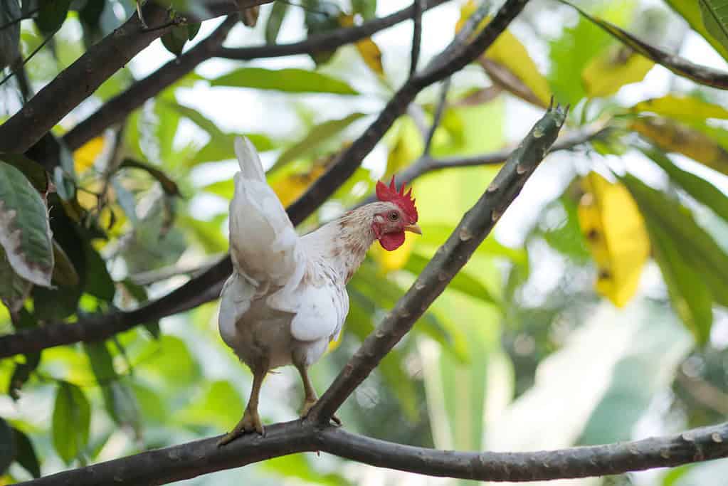 Ein weißes Huhn mit rotem Kamm steht auf einem Ast, umgeben von grünen Blättern und zeigt die Anmut von „Hühnerflug und Sicherheit“.