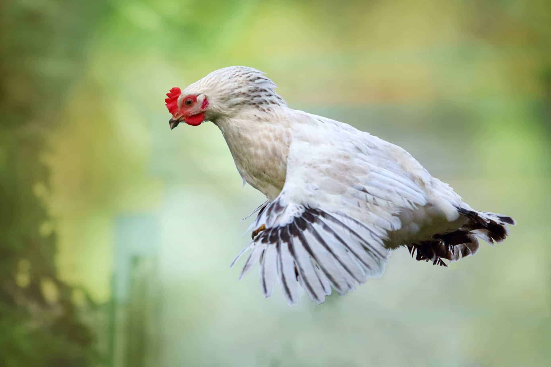 Ein weißes Huhn mit schwarzen Flügelspitzen wurde mitten im Flug aufgenommen und zeigt einen anmutigen Hühnerflug vor einem unscharfen grünen Hintergrund.